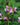 Chelone obliqua - 2026