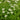 Chelone obliqua 'Alba' - 2026