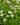 Chelone obliqua 'Alba' - 2026