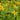 Chrysogonum virginianum - 2026