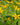 Chrysogonum virginianum - 2026