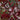 Ornamental Flowering Cherry Blossom Tree - 'Cistena'