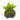 Java Fern + Java Moss Coconut 