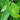 Colocasia Esculenta 'Rubra' (Elephant Ear) - Marginal Pond Plant - EP015