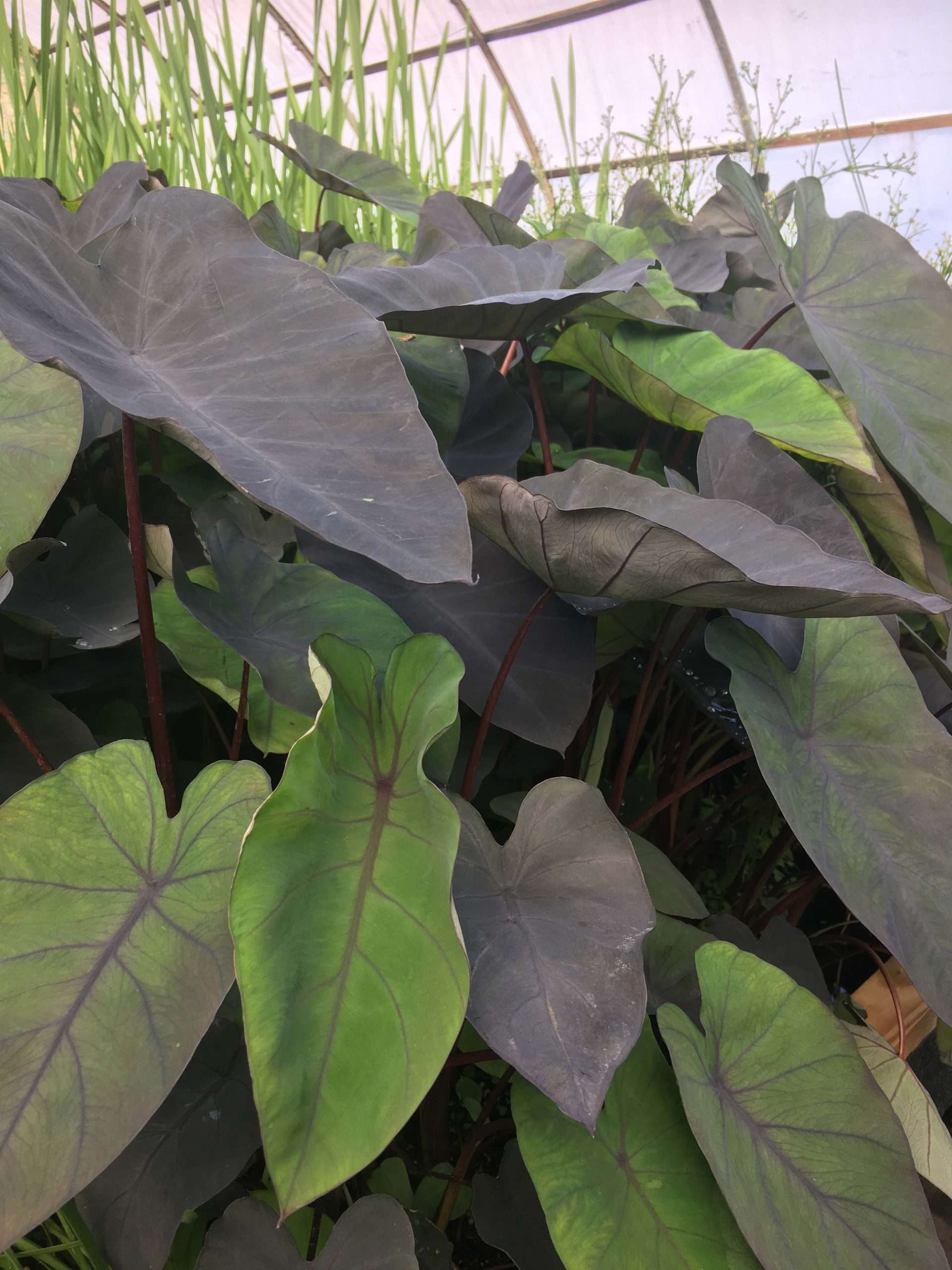 elephant ear pond plant Colocasia esculenta 'Black Magic' - Marginal Pond Plants