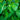 Colocasia esculenta 'Rubra' (Elephant Ear) - Marginal Pond Plant - EP015