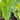 Colocasia S Gecko - Marginal Pond Plants  - Pond Plants - Water Plants - EP107