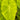 Colocasia Maui Gold - Marginal Pond Plants - EP103