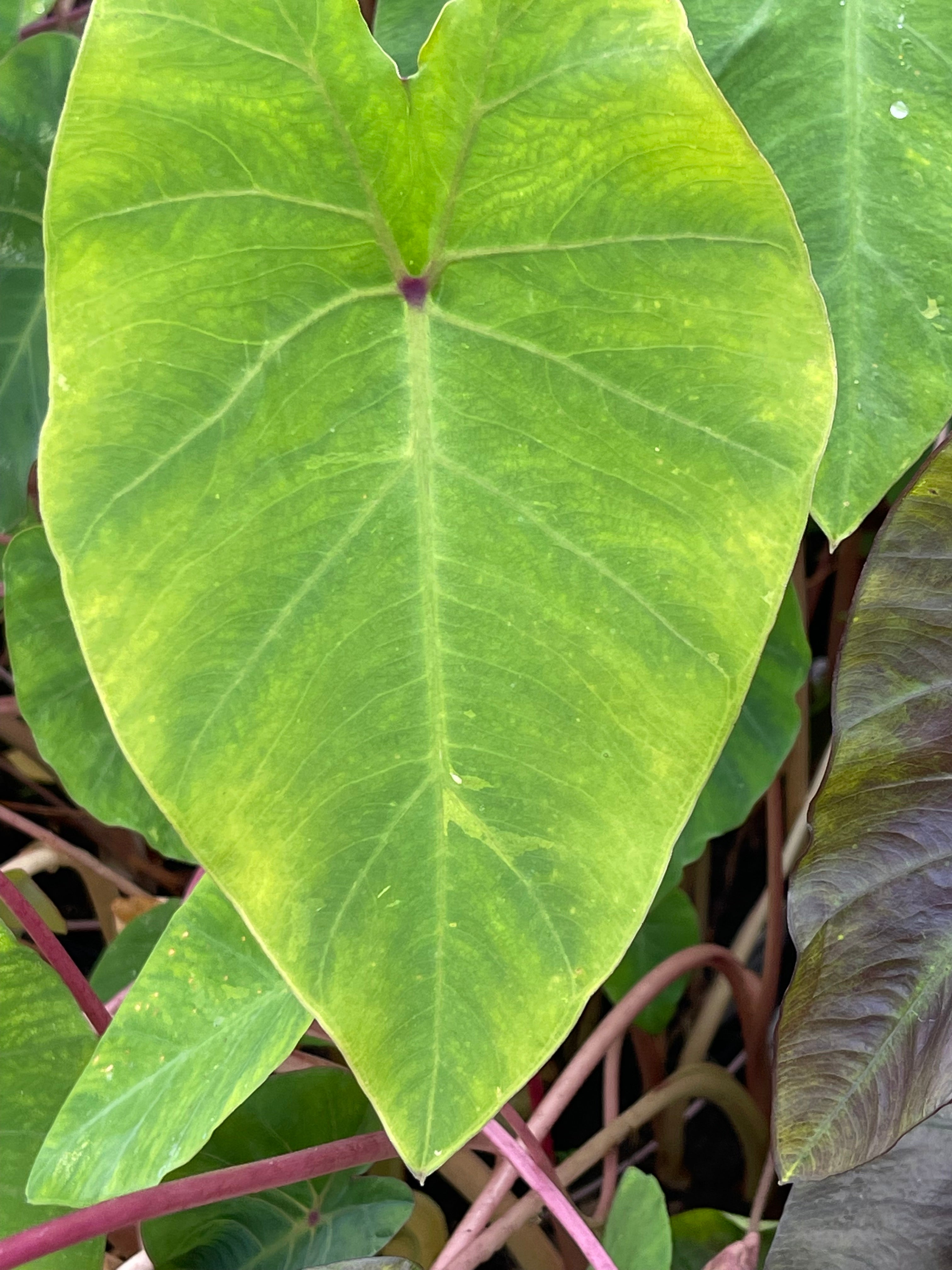 colocasia pink china elephant ear plant Colocasia Pink China - Marginal Pond Plants