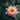 Nymphaea Colorado - 2026