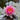 Nymphaea Conqueror - 2026