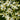 Coreopsis verticillata - 2026