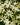 Coreopsis verticillata - 2026