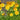 Coreopsis verticillata 'Grandiflora' - 2026