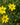 Coreopsis verticillata 'Zagreb' - 2026