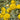 Cotula Coronopifolia Live Water Plant Aquatic Pond Lake Marginal (Bargain)