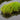 Cotula coronopifolia (Brass buttons) - Marginal Pond Plants - MP028