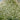 Crambe cordifolia - 2026