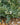 Crambe maritima - 2026