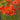 Crocosmia 'Limpopo' - 2026