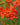 Crocosmia 'Limpopo' - 2026