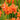 Crocosmia 'Okavango' - 2026