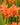 Crocosmia 'Okavango' - 2026