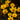 Crocus chrysanthus 'Advance' Bulb