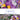 Crocus Large Flowering Mixed (7 Bulbs)
