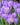 Crocus 'Blue Ocean' Bulb