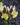 Crocus 'Herald', flower bulb
