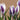 Crocus chrysanthus 'Lady Killer'