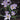 Crocus etruscus 'Rosalind' Bulb