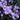 Crocus etruscus 'Zwanenburg' Bulb