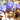 Crocus Ligusticus Bulb