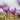 Crocus sativus Bulb