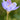 Crocus serotinus 'Clusii' Bulb