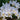 Crocus speciosus 'Albus' Bulb