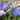 Crocus speciosus 'Artabir' Bulb