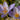 Crocus speciosus 'Cassiope' Bulb