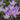 Crocus Tommasinianus Bulb