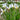Crocus tommasinianus 'Albus' Bulb