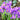 Crocus tommasinianus 'Barr's Purple Bulb