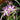 Crocus tommasinianus 'Roseus' Bulb