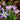 Crocus tommasinianus 'Whitewell Purple' Bulb