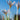 Crocus versicolor 'Picturatus' Bulb