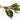 Cryptocoryne Beckettii - Aquascaping Live Aquarium Plants Tropical Aquatic Nano Lincolnshire Pond Plants