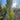 Cupressus Leylandii 'Blue Jeans'