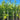 Cupressus Leylandii - Hedge Plants  - Hedging - HEG09