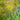 Cyperus Haspan Viviparus - Marginal Pond Plants  - Pond Plants - Water Plants - MBP031A